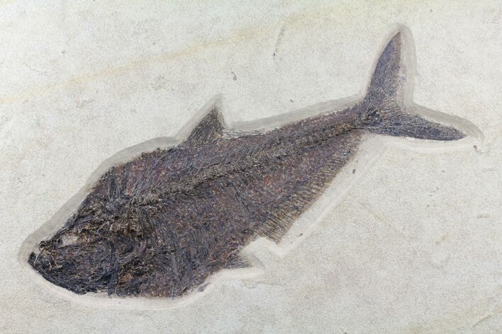 Huge Diplomystus Fish Fossil - Wyoming #60984